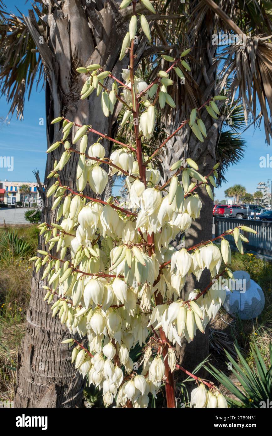 Weiße blühende Yucca Pflanze (Yucca filamentosa), Adams Nadel and Thread Yucca Pflanze blühende Pflanze in der Familie Sparagaceae, die in den USA beheimatet ist Stockfoto