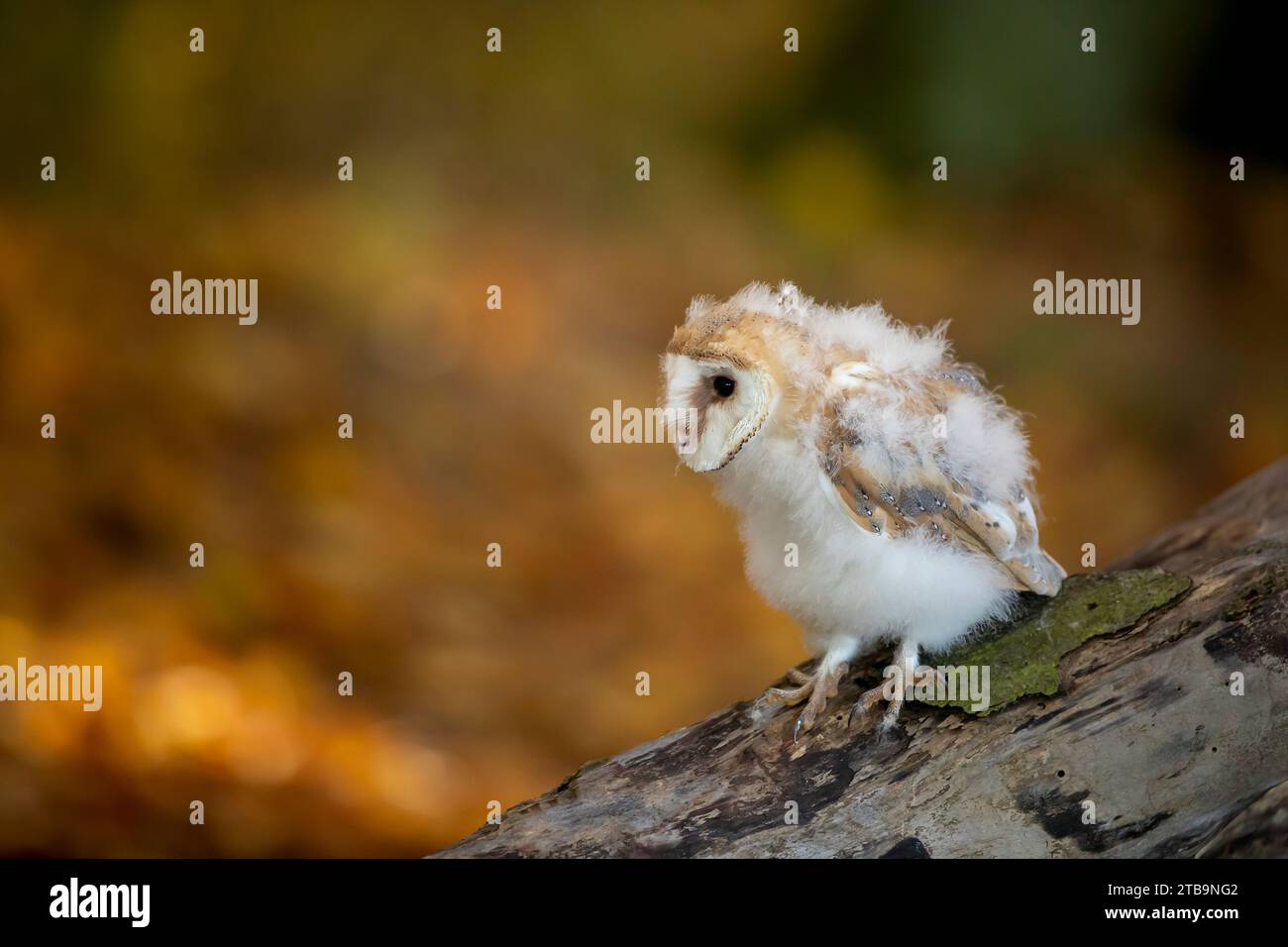 Gegen Abend mit Vogel. Nistung von Scheuneneule, die am Abend in der Nähe des Baumstamms sitzt, mit schönem Licht in der Nähe des Nestlochs. Tierwelt aus der Natur. Stockfoto