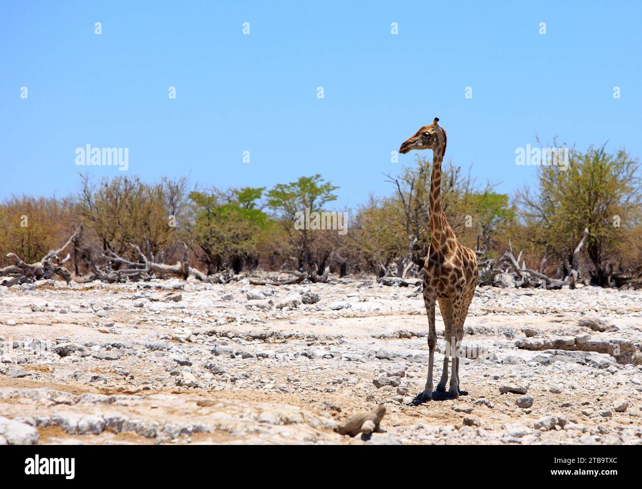 Eine einsame Giraffe (Giraffa Camelopardalis), die auf die trockene, felsige afrikanische Savanne im Etosha-Nationalpark blickt Stockfoto