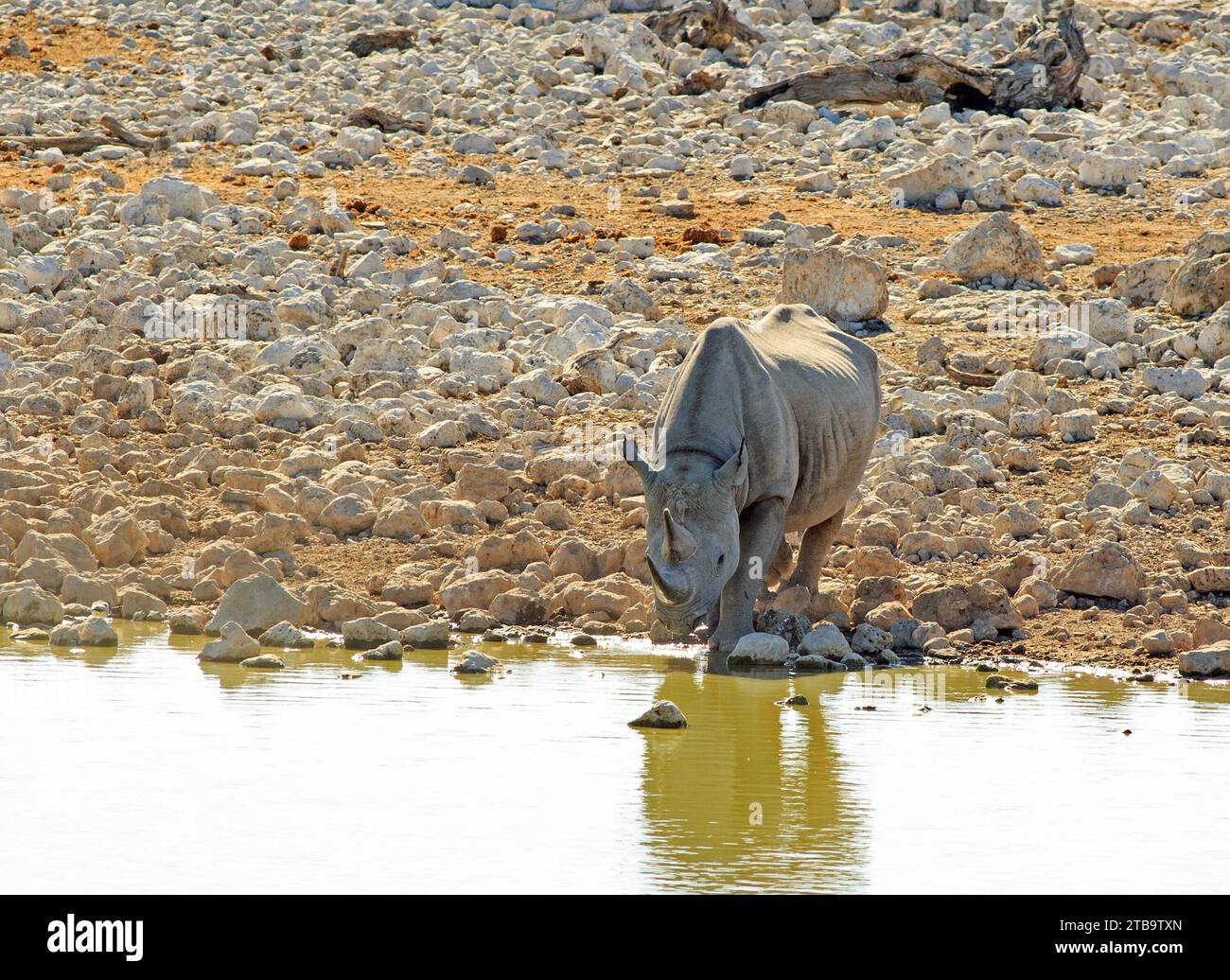 Ein schwarzes Nashorn trinkt in einem afrikanischen Wasserloch im Etosha-Nationalpark, Namibia, Afrika Stockfoto