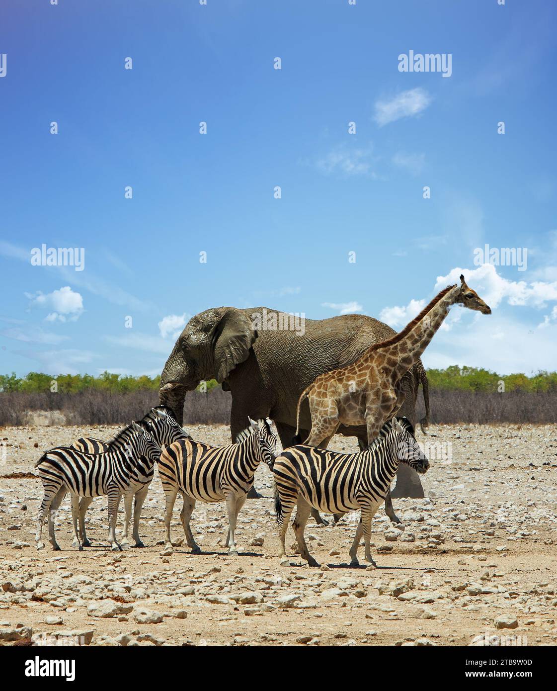 Portraitansicht eines Elefanten, einer Zebraherde und einer Giraffe, die zusammen auf der afrikanischen Savanne stehen Stockfoto