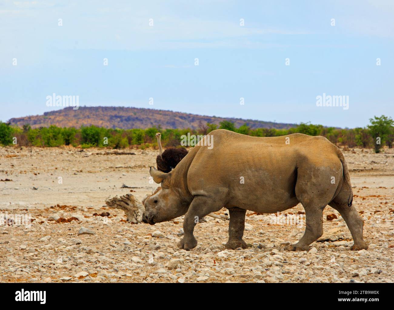 Schwarzes Nashorn mit abgeschnittenem Horn, der über die afrikanische Ebene mit einem Strauß im Hintergrund geht. Das Horn wurde geschnitten, um Wilderer vom Töten abzuhalten Stockfoto