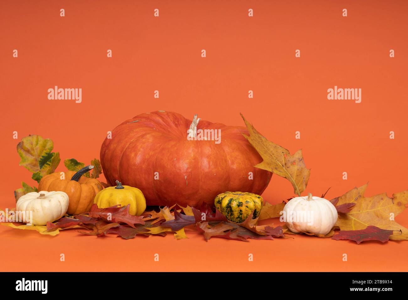 Eine Stillleben-Szene mit orangen, gelben, weißen und grünen Puppen oder Kürbis für halloween oder Herbst Stockfoto