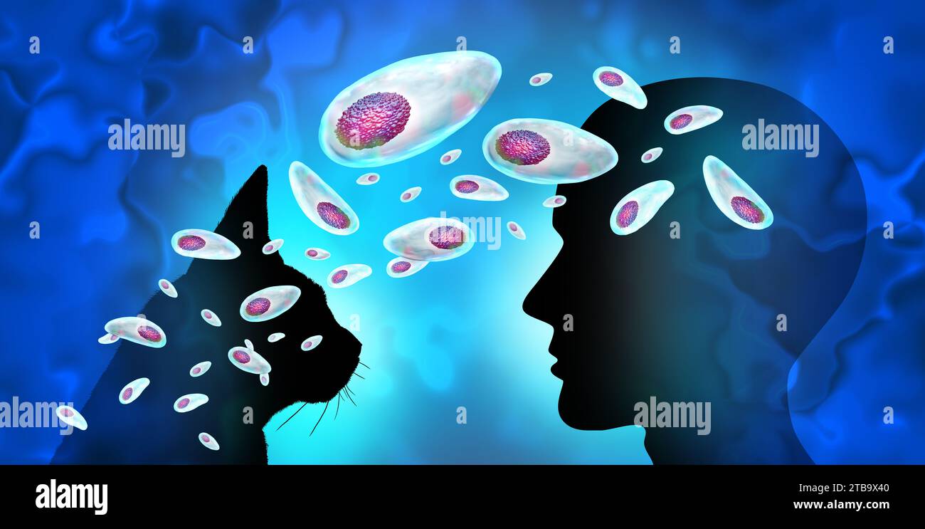 Toxoplasmose-Infektion Krankheit von Katze zu Mensch als Toxoplasma-Ausbruch als Parasit-Infektion Gondii-Parasiten bei Katzen als Übertragung der Gefahr gefunden Stockfoto