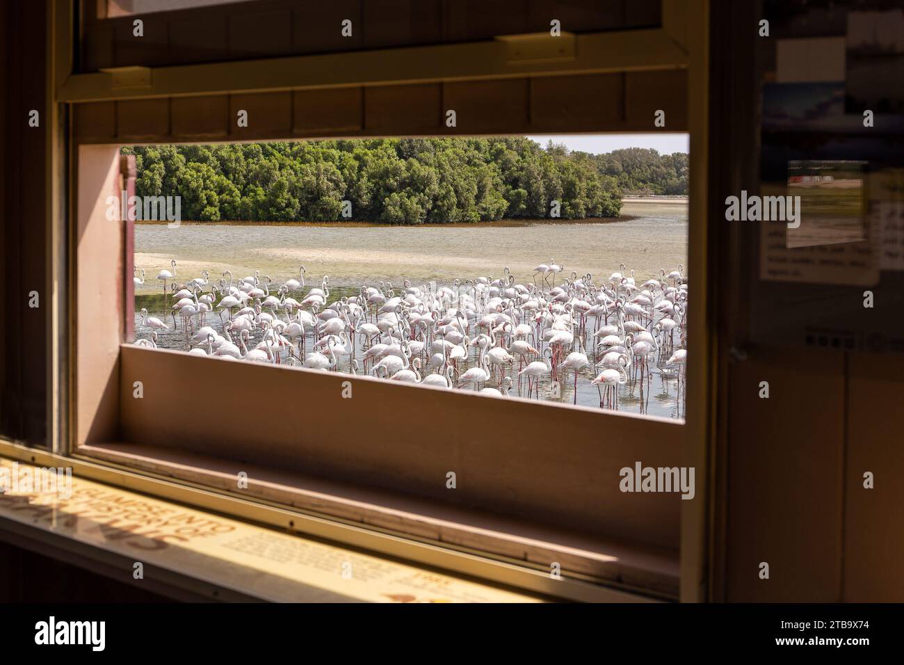 Dubai, VAE, 18.09.22. Blick auf die großen Flamingos (Phoenicopterus roseus) im Ras Al Khor Wildlife Sanctuary in Dubai, das von Vogelhäuten aus in der Lagune watet. Stockfoto