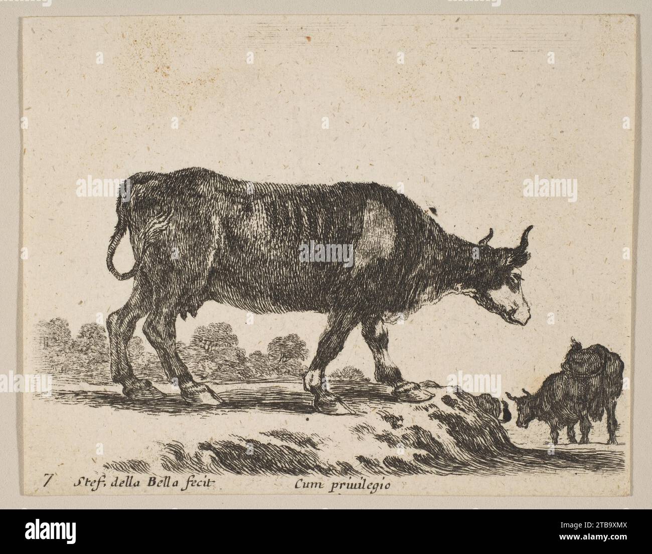 Platte 7: Kuh, aus „verschiedene Tiere“ (Diversi animali) 1986 von Stefano della Bella Stockfoto