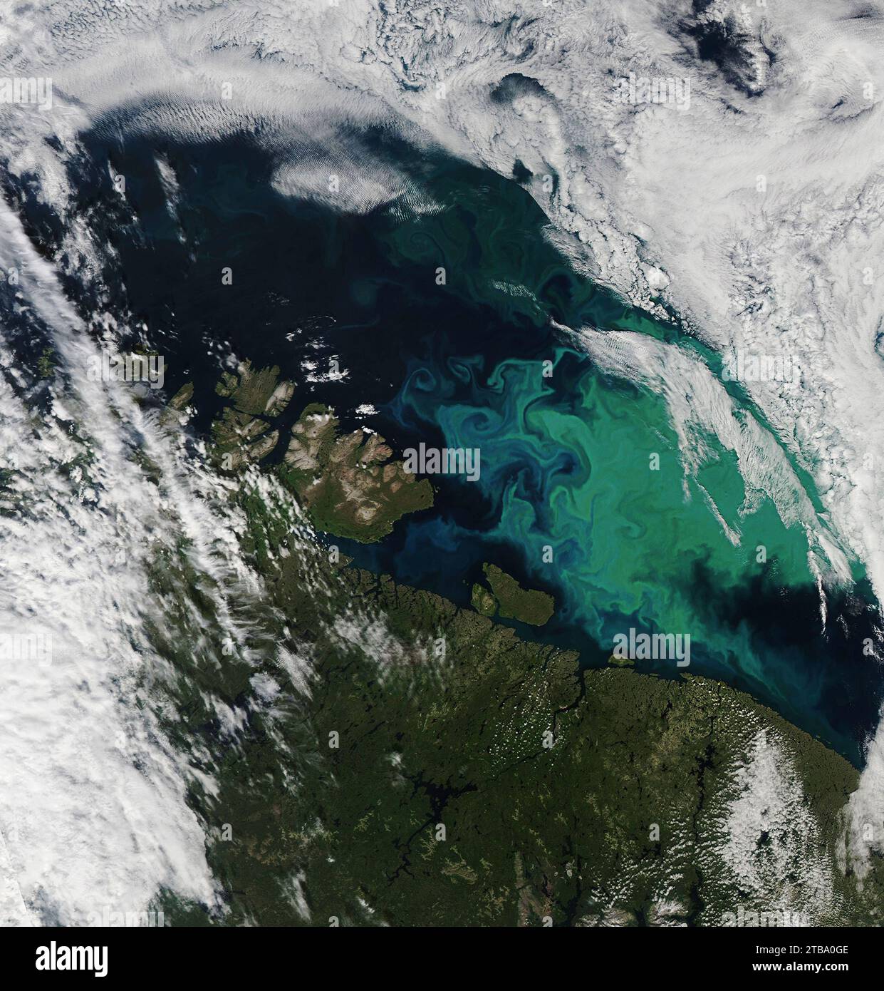 Satellitenansicht der grünen und türkisfarbenen Phytoplanktonblüte in der Barentssee. Stockfoto