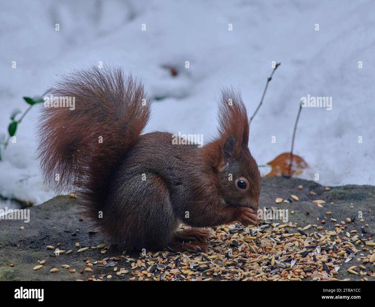 Eichhörnchen isst im Winter Vogelsaat Stockfoto