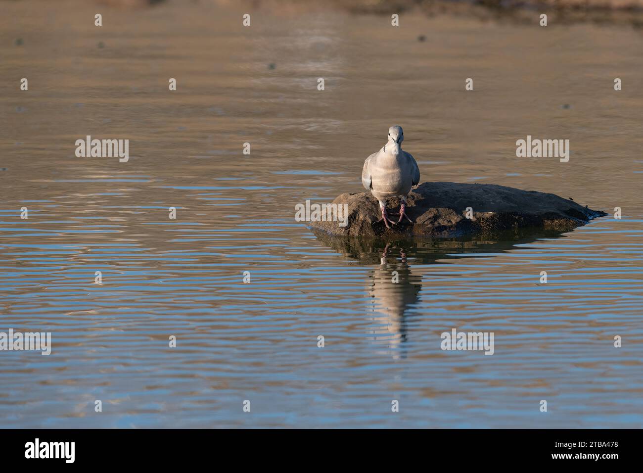 Eurasische collardtaube Fotos und Bildmaterial in hoher Auflösung Alamy