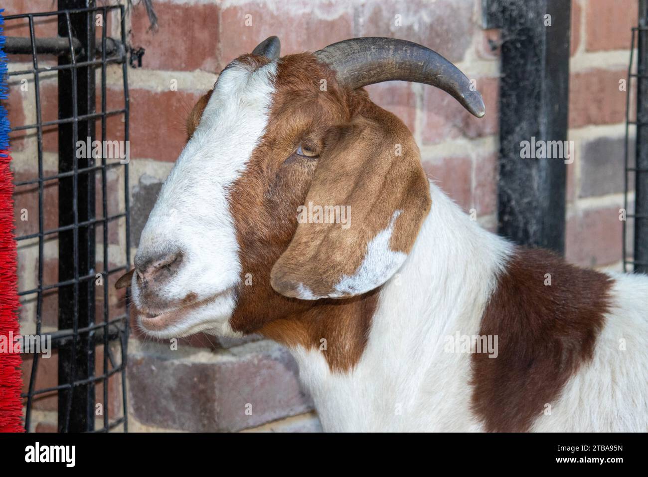 Porträt einer Ziege 1 Stockfoto