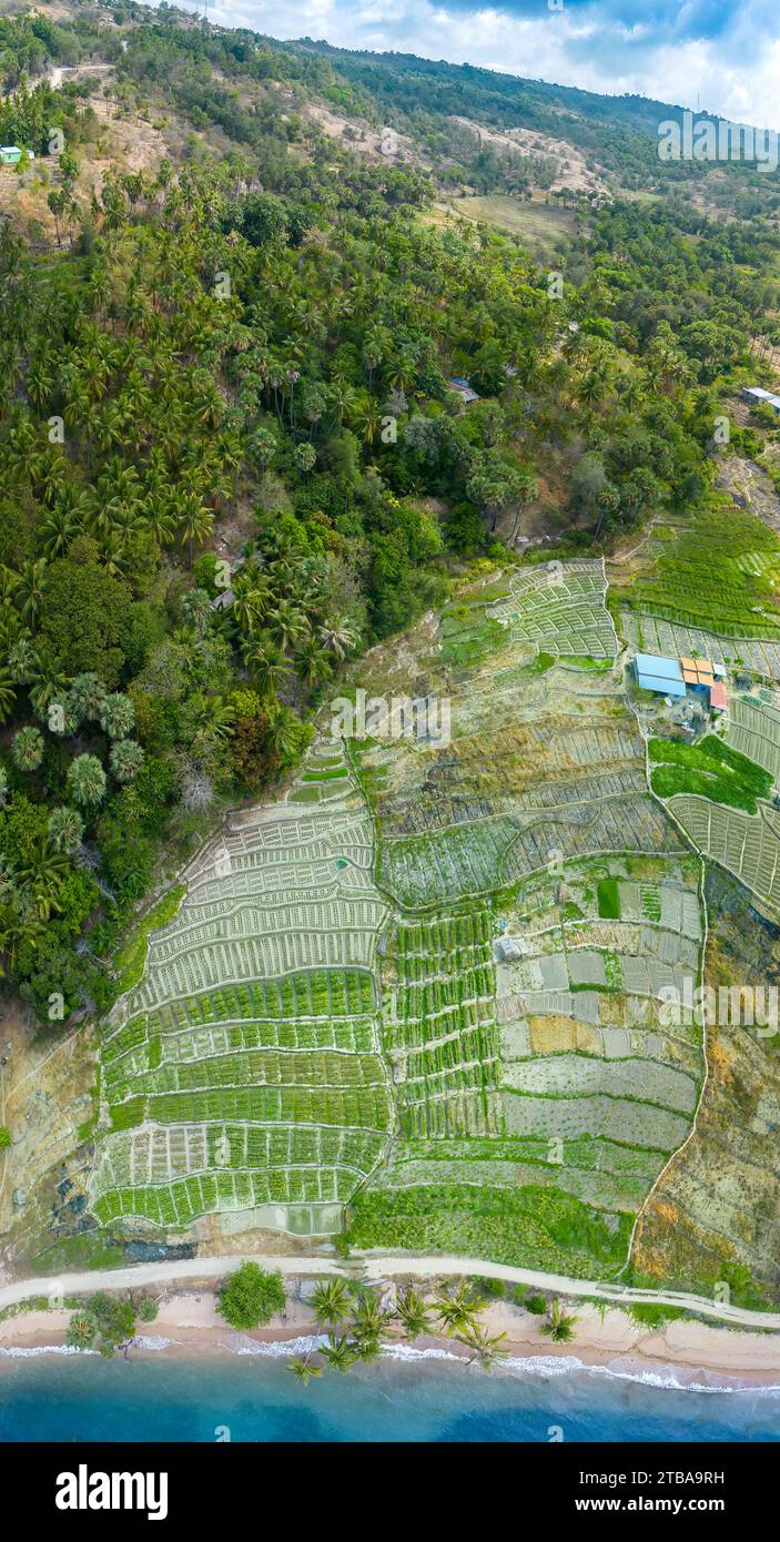 Ein Panoramablick auf Reisterrassen in der Nähe von Baucau an der Nordostküste der Demokratischen Republik Timor-Leste. Stockfoto