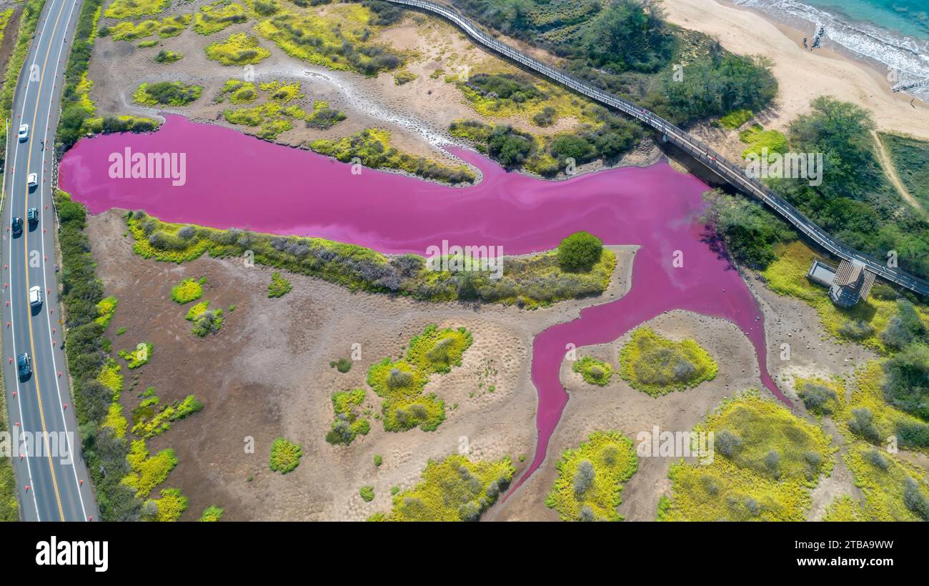 Ein Blick aus der Vogelperspektive auf den pinken Teich im Keālia National Wildlife Refuge auf Maui, Hawaii. Das Wasser wurde rosa aufgrund eines einzelligen Organismus namens h Stockfoto