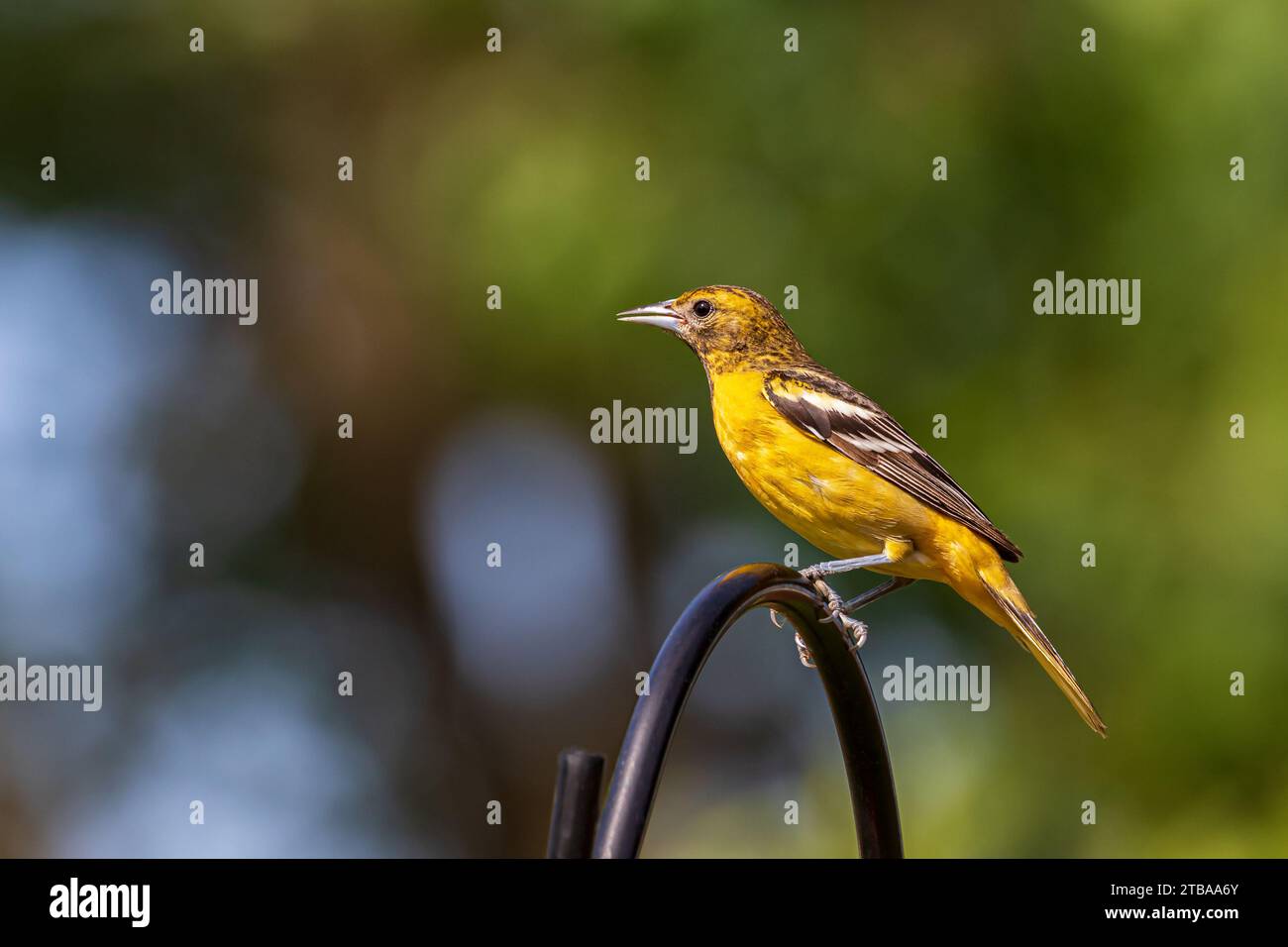 Nahaufnahme der weiblichen Baltimore Oriole, die auf dem Vogelfutter sitzt. Konzept der Hinterhofvögel, Vogelbeobachtung und Lebensraumschutz Stockfoto
