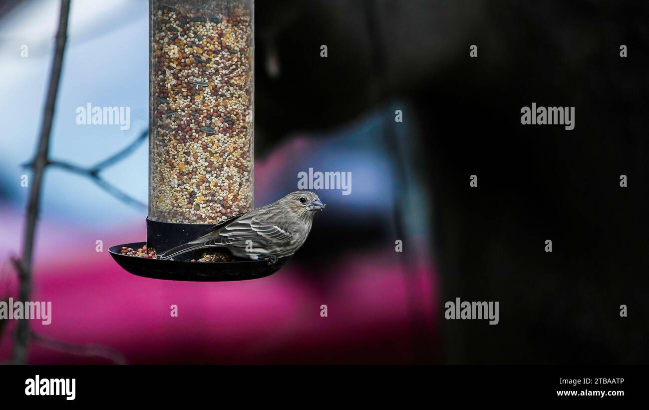 Sperling sitzt am Vogelhäuschen mit Samen Stockfoto
