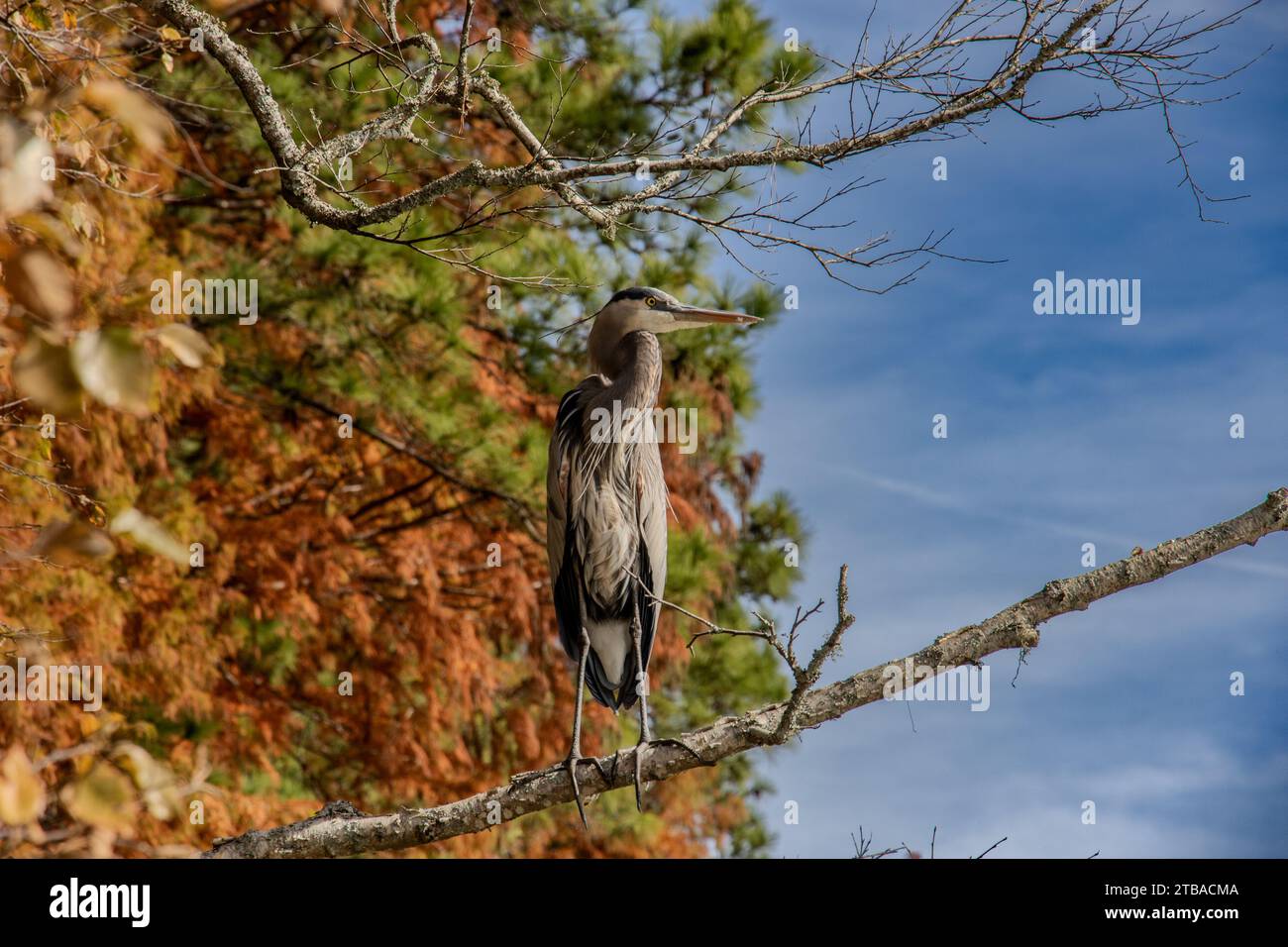 Ein blauer Reiher befragt sein Gebiet Stockfoto