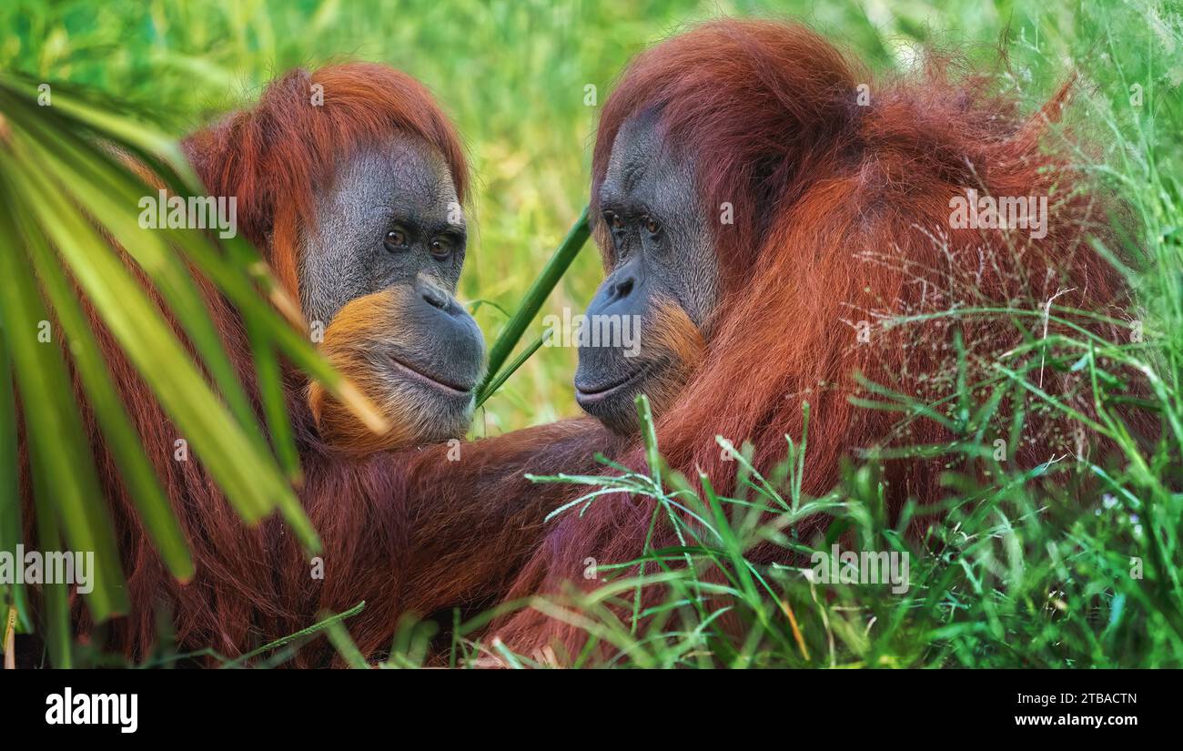 Sumatra Orang-Utan-Paar (Pongo abelii) Stockfoto