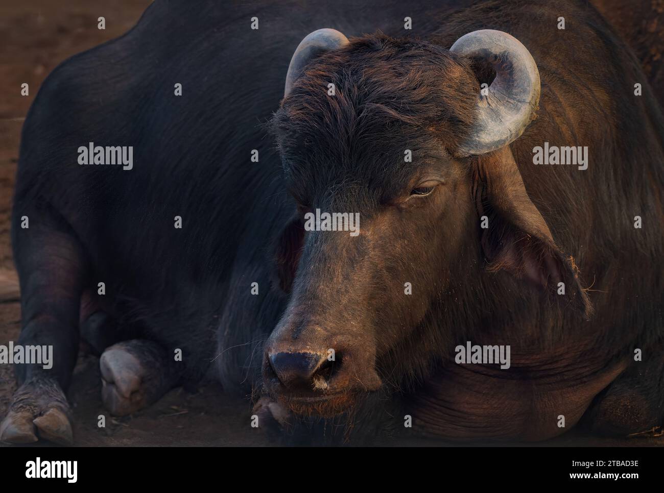Murrah Buffalo Head - Wasserbüffel (Bubalus bubalis) Stockfoto