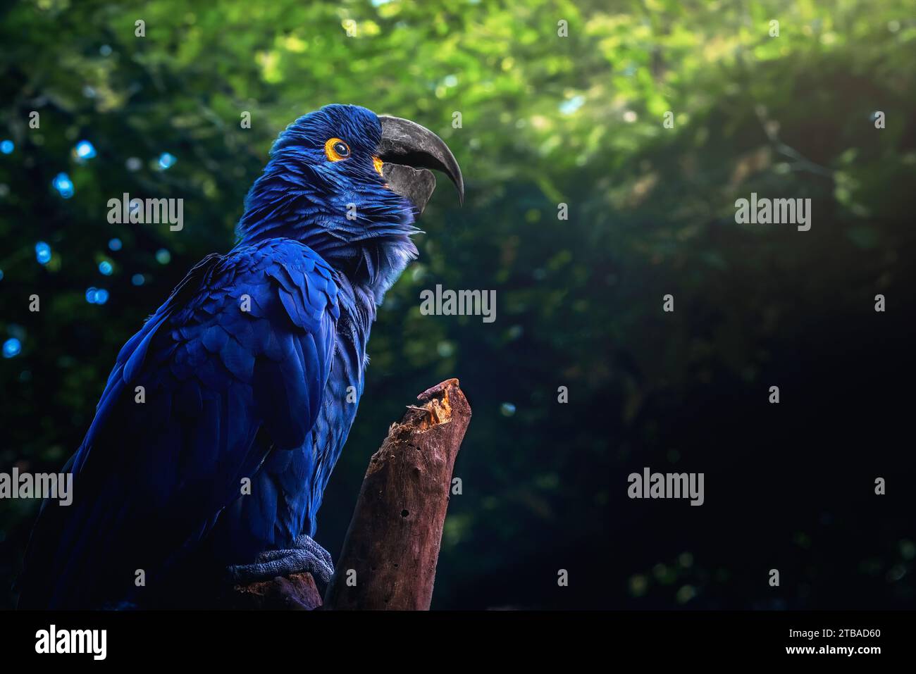 Hyazinth Ara (Anodorhynchus hyacinthinus) - Blauer Ara Stockfoto