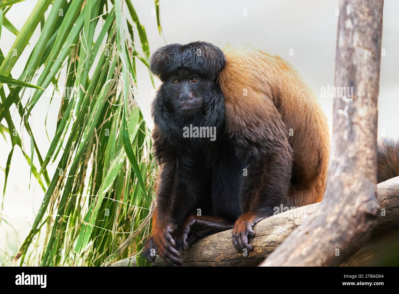 Uta Hick Bearded Saki (Chiropotes utahicki) - New World Monkey Stockfoto