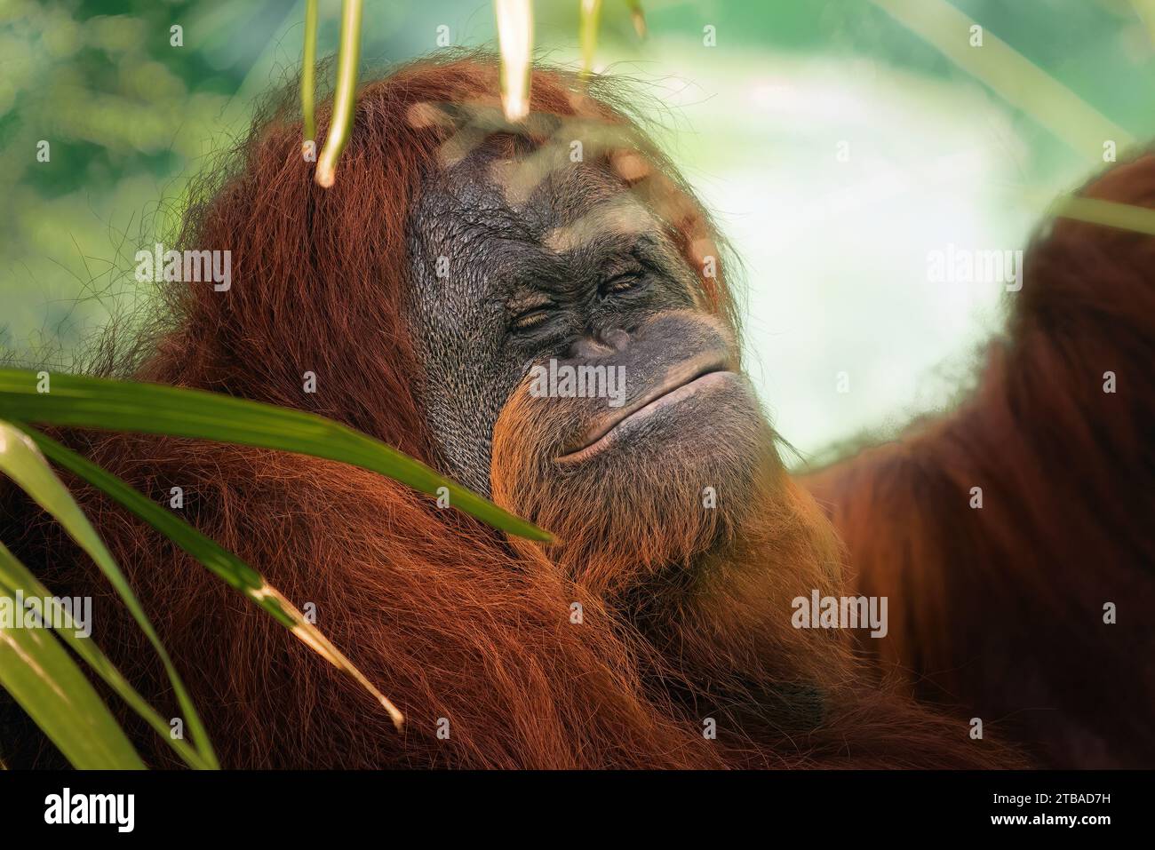 Lustiges Gesicht Sumatra Orang Utan (Pongo abelii) Stockfoto