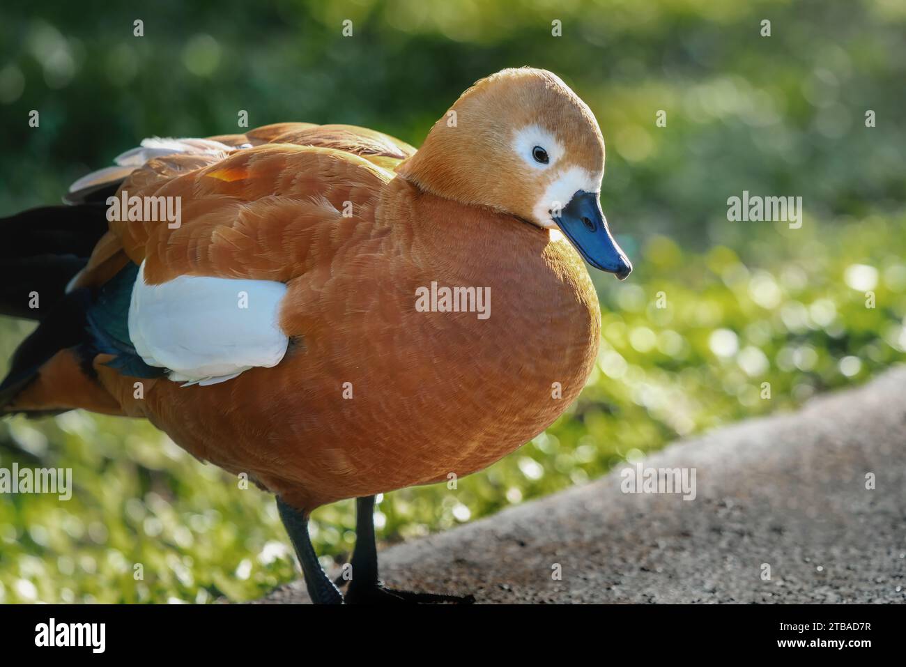 Roddy Shelente (Tadorna ferruginea) - Orange-braune Ente Stockfoto