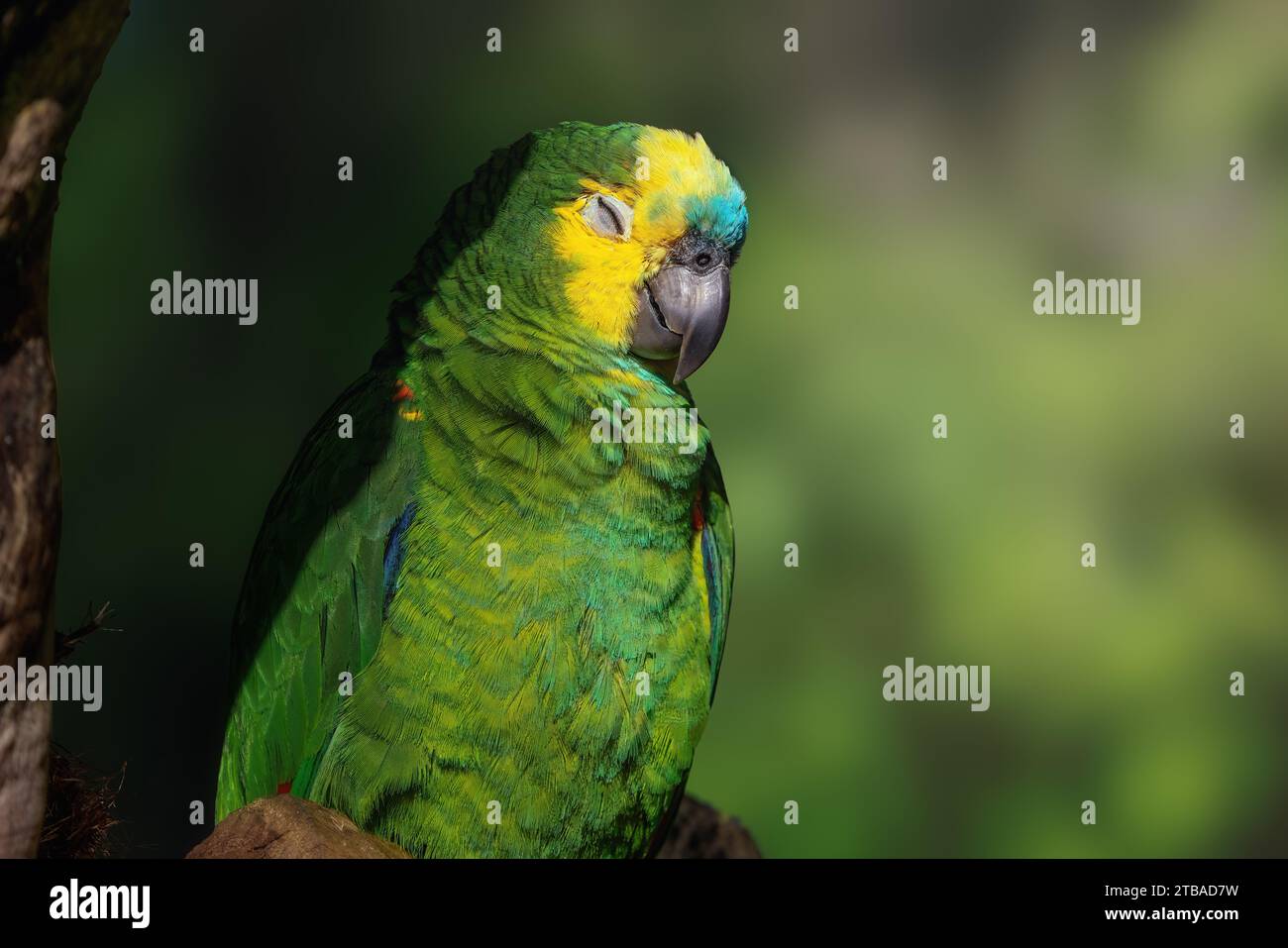 Amazonas mit Türkis oder Papagei mit Blaufront (Amazona aestiva) Stockfoto