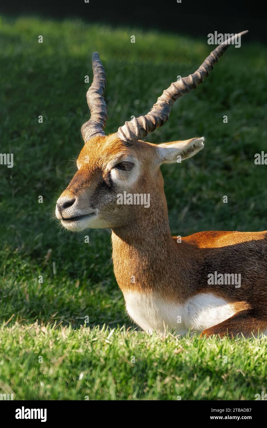 Junger männlicher Schwarzbuck-Antilope (Antilope cervicapra) Stockfoto