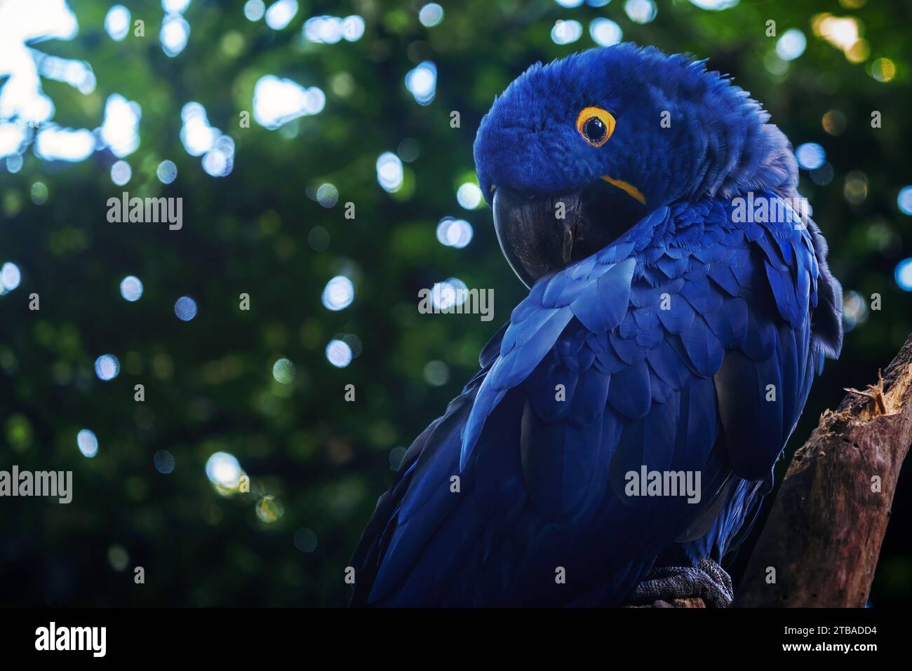 Hyazinth Ara (Anodorhynchus hyacinthinus) - Blauer Ara Stockfoto