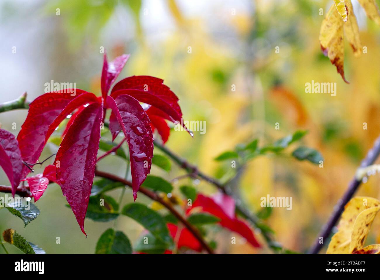 Herbst bunte Blätter, bunter Herbst, Regentropfen auf Blättern Stockfoto