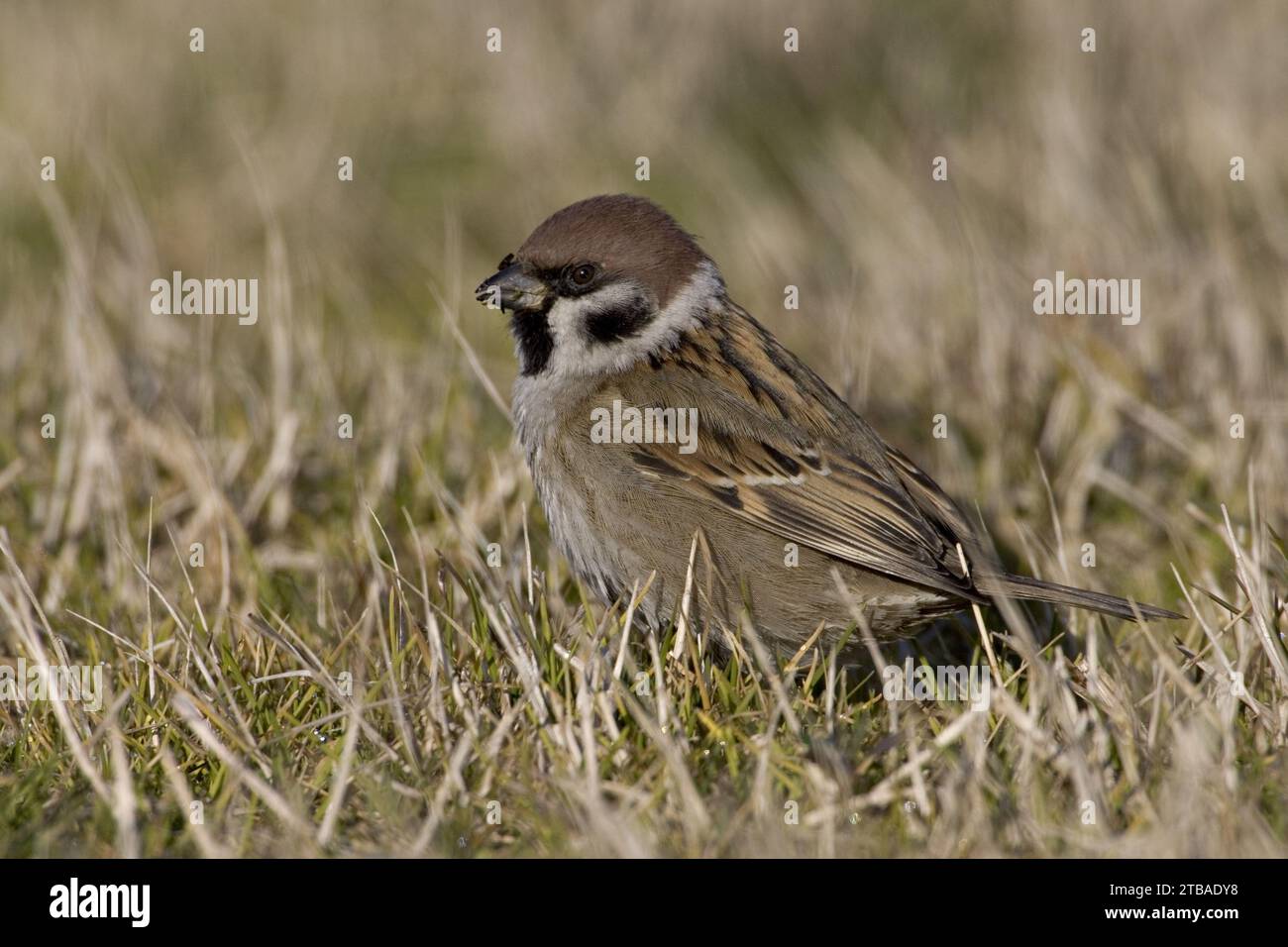 Eurasischer Baumpfadel (Passer montanus), auf einer Wiese, Seitenansicht Stockfoto