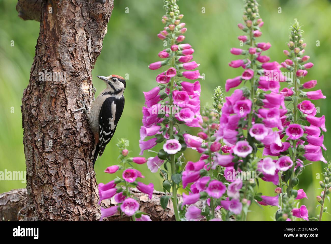 Großspecht (Picoides Major, Dendrocopos Major), Jugendlicher an einem Baumstamm, mit Fuchshandschuhen im Hintergrund, Deutschland, Stockfoto