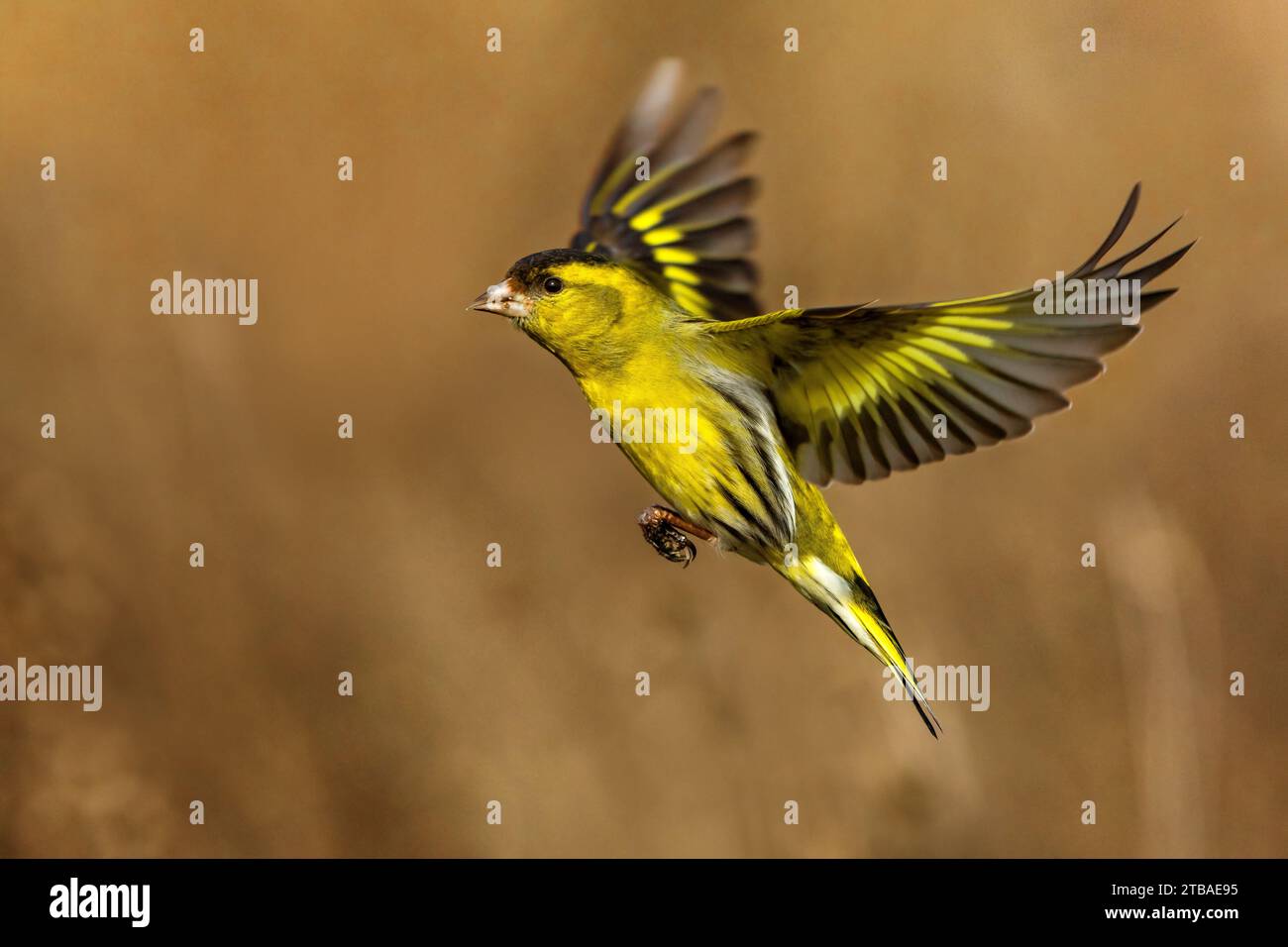 Fichtensiskin, Eurasisches Sisskin, Europäisches Sisskin, gewöhnliches Sisskin, Sisskin (Spinus spinus, Carduelis spinus), Mann im Flug, Seitenansicht, Italien, Toskana, Stockfoto