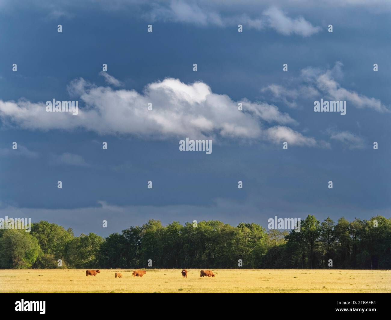 Kühe auf einer sonnendurchfluteten Wiese mit Regenschauer in der Ferne, Niederlande, Drenthe, Oudemolense Veld, Gasteren Stockfoto