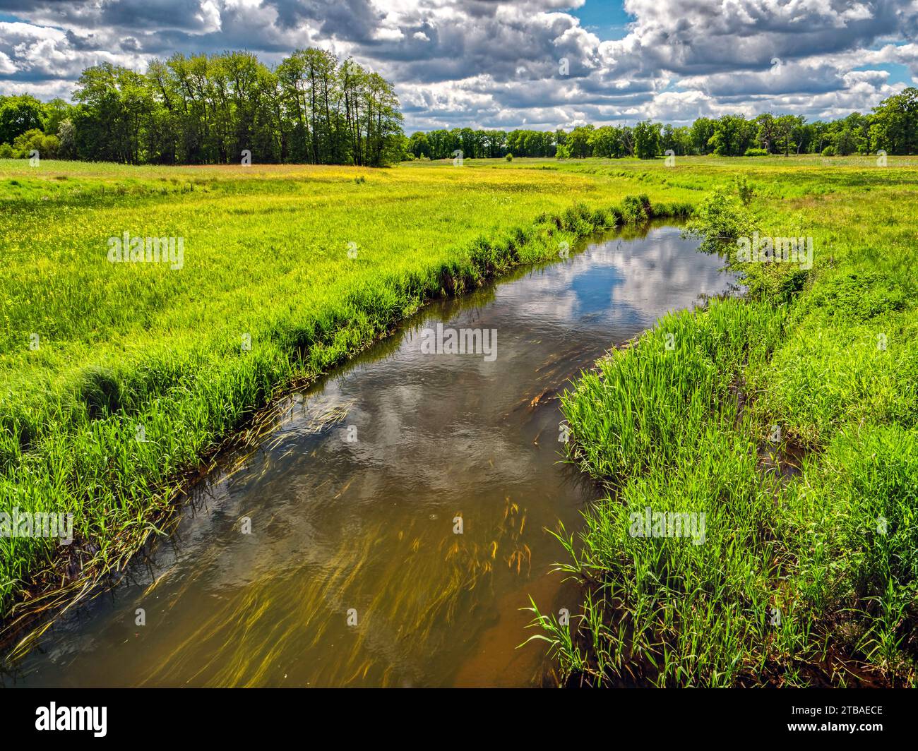 Feuchtwiese mit Bach, Niederlande, Drente, Nationalpark Drentsche AA, Gasteren Stockfoto