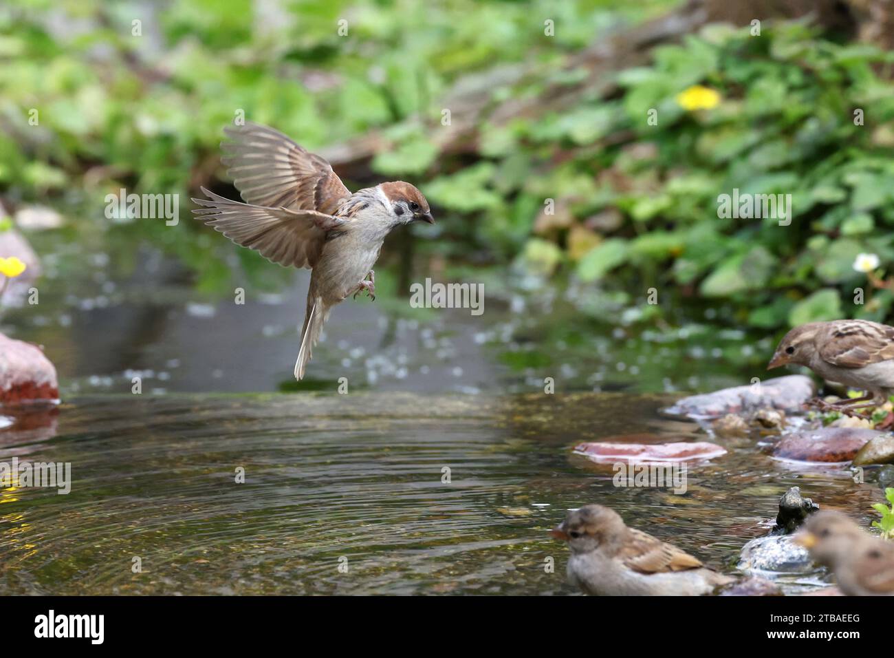 Eurasischer Baumpatzen (Passer montanus), Jungvogellandung in einem Bach, Seitenansicht, Deutschland, Mecklenburg-Vorpommern Stockfoto