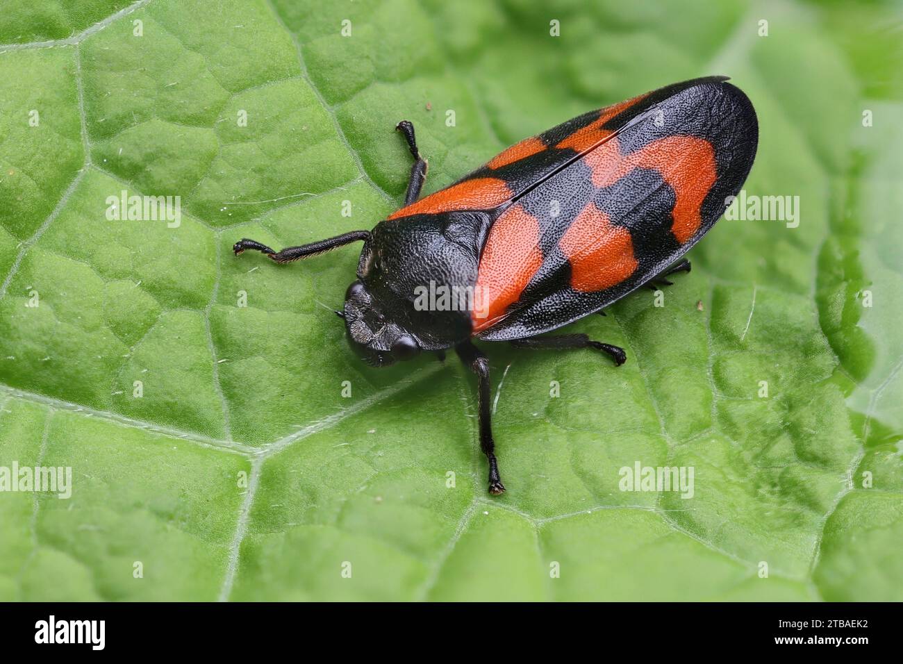Roter und schwarzer Anschauhopper (Cercopis vulnerata, Cercopis sanguinea), auf einem Blatt sitzend, Deutschland, Mecklenburg-Vorpommern Stockfoto