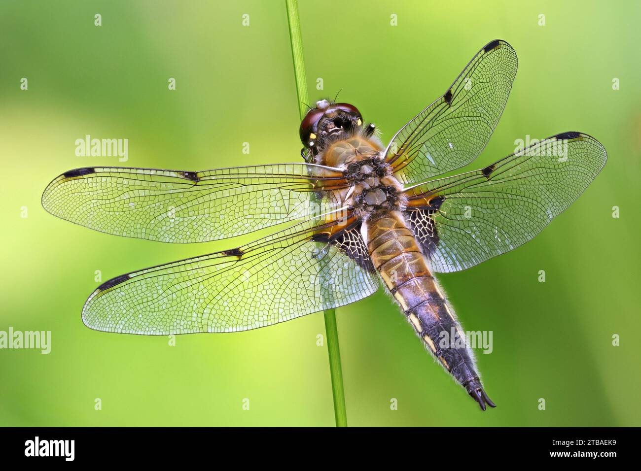 Vierfleckiger libellula, Vierfleckiger Jäger, Vierflecker (Libellula quadrimaculata), an einem Pflanzenstamm, Deutschland, Mecklenburg-Vorpommern Stockfoto