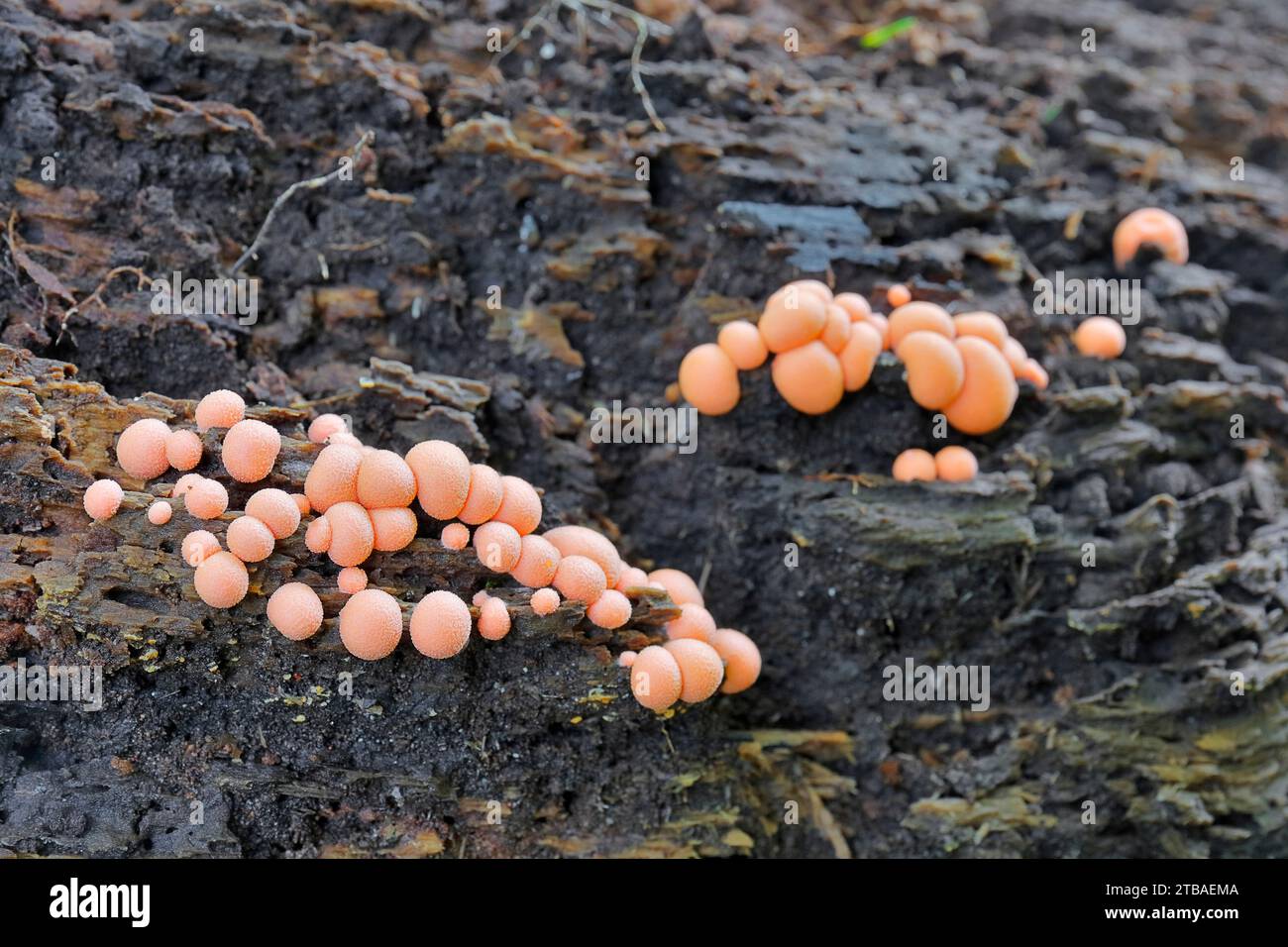 Wolfs Milch, Grönings Schleim (Lycogala Epidendrum, Lycogala Epidendron) auf abgestorbenem Holz, Deutschland, Nordrhein-Westfalen Stockfoto