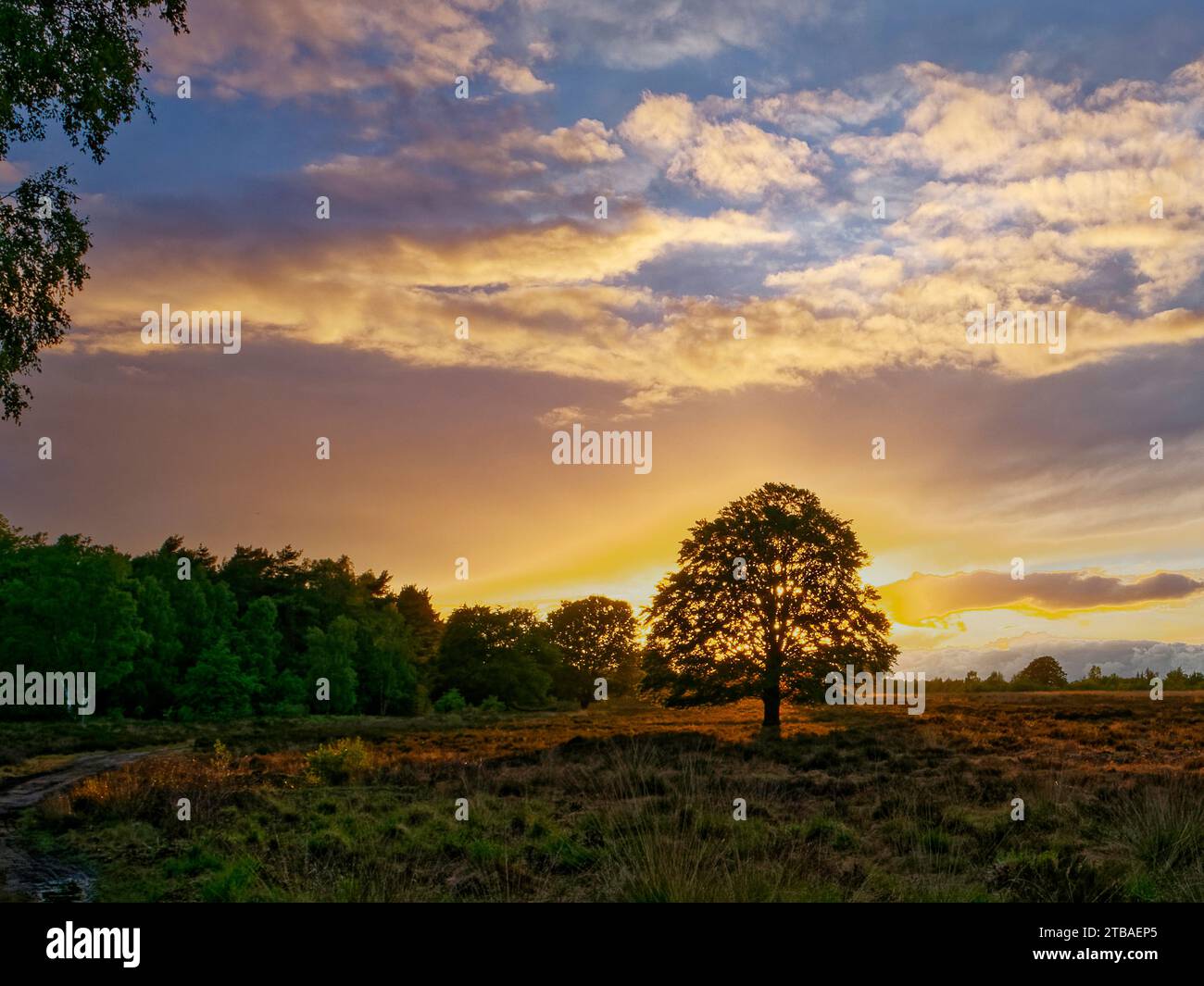 Freistehende Buche bei Sonnenuntergang, Niederlande, Gelderland, Ederheide Stockfoto