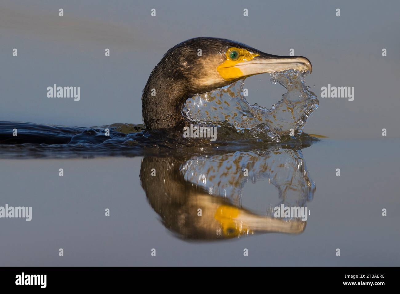 Großer Kormoran, schwarzer Kormoran, kawau, großer schwarzer Kormoran, schwarzer Kormoran, großer Kormoran (Phalacrocorax carbo), auftauchend, Porträt, Italien, Toskana Stockfoto