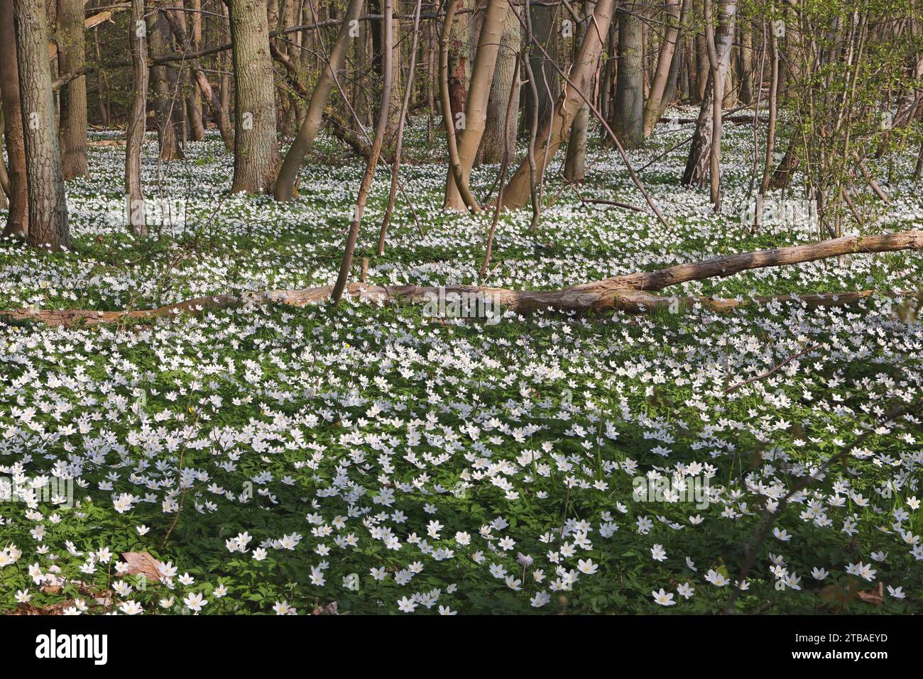 Holzanemone (Anemone nemorosa), Blumenteppich im Wald, Deutschland, Mecklenburg-Vorpommern Stockfoto