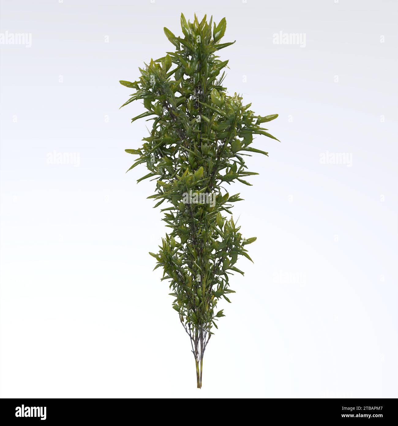 Kleines Unkraut isoliert auf weißem Hintergrund Stockfoto