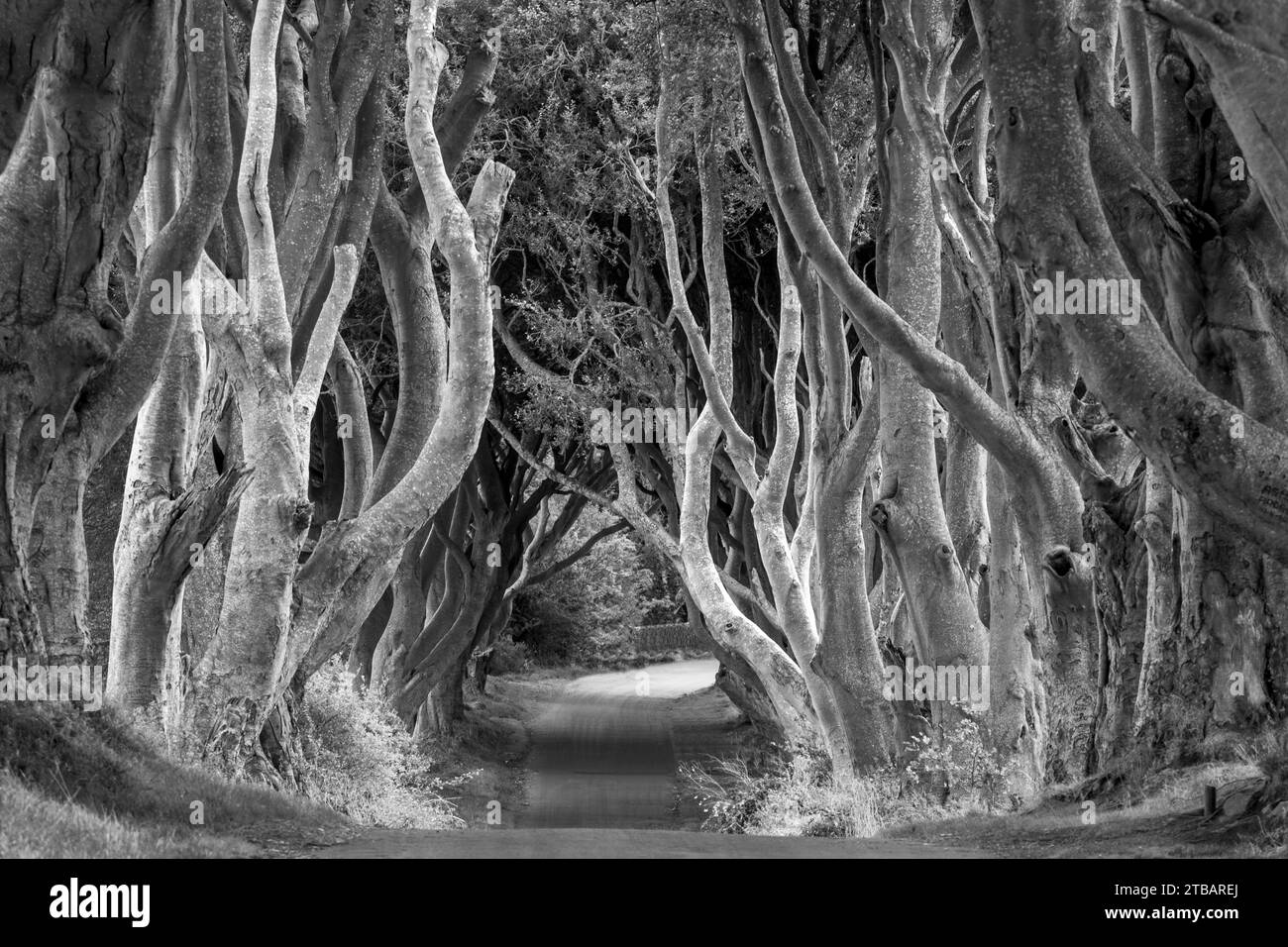 The Dark Hedges, Armoy, County Antrim, Nordirland, Vereinigtes Königreich Stockfoto