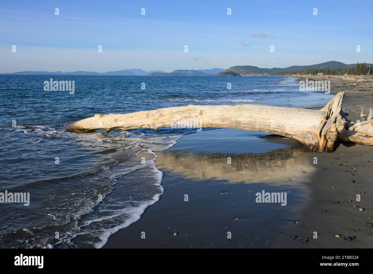 Großer Treibholzbaum, der am Sandstrand auf Whidbey Island mit sanften Wellen aufgespült wurde Stockfoto