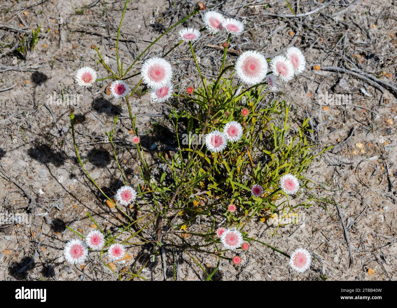 Kleine Blüten von Albany Daisy (Actinodium calocephalum). Westaustralien. Stockfoto