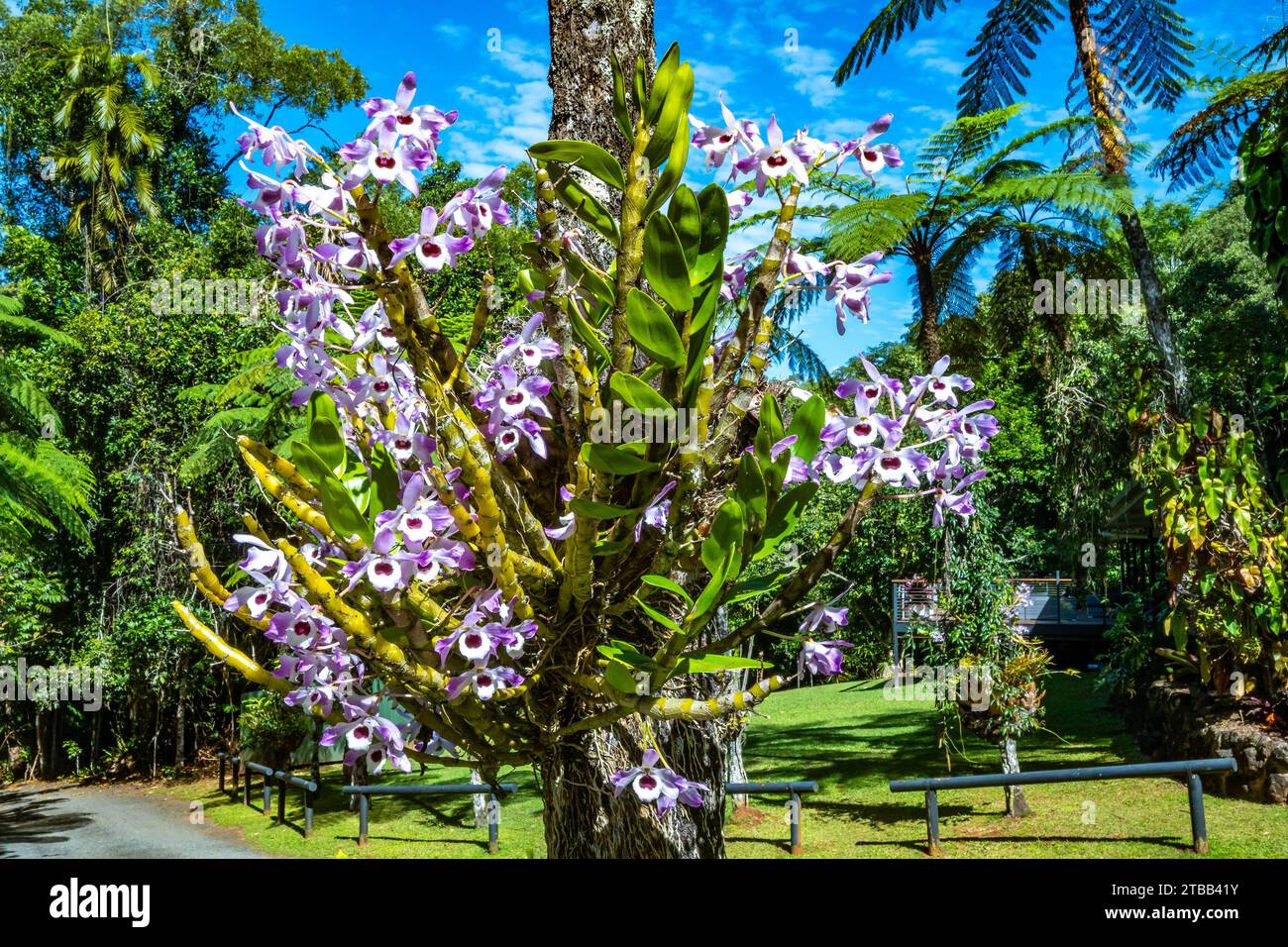 Orchideenblüten in voller Blüte auf einem Baum. Queensland, Australien. Stockfoto