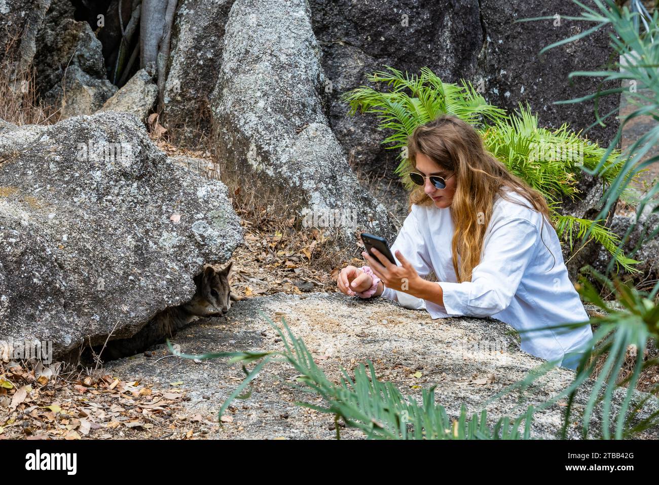 Eine junge Frau macht Handyfotos von einem Mareeba Rock Wallaby (Petrogale mareeba) in einem Naturschutzgebiet. Australien. Stockfoto