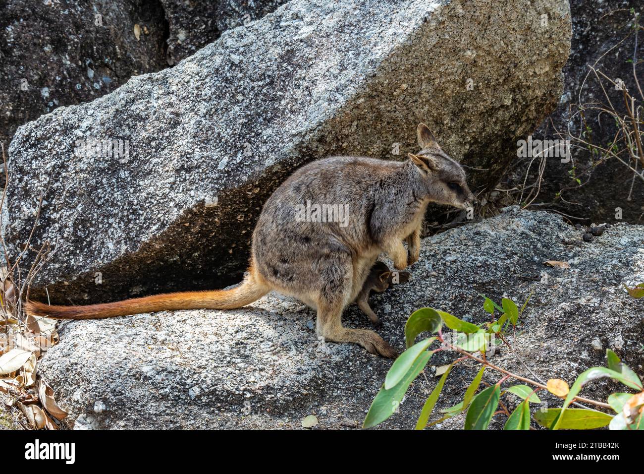Ein Mareeba Rock Wallaby (Petrogale mareeba) mit einem joey in der Tasche. Queensland, Australien. Stockfoto