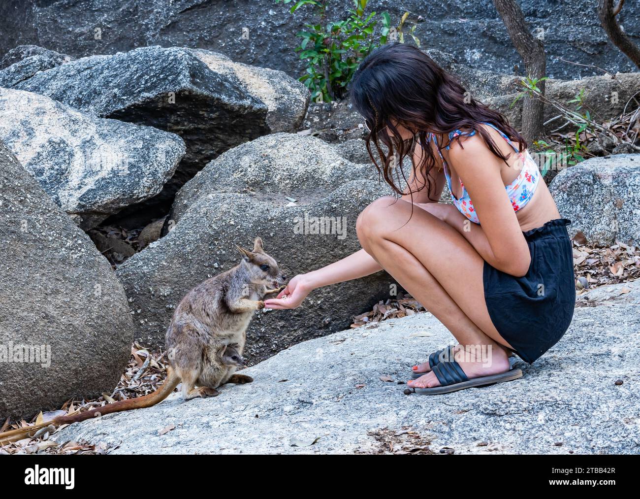 Eine junge Frau füttert ein Mareeba-Felsenwallaby (Petrogale mareeba) in einem Naturschutzgebiet. Australien. Stockfoto