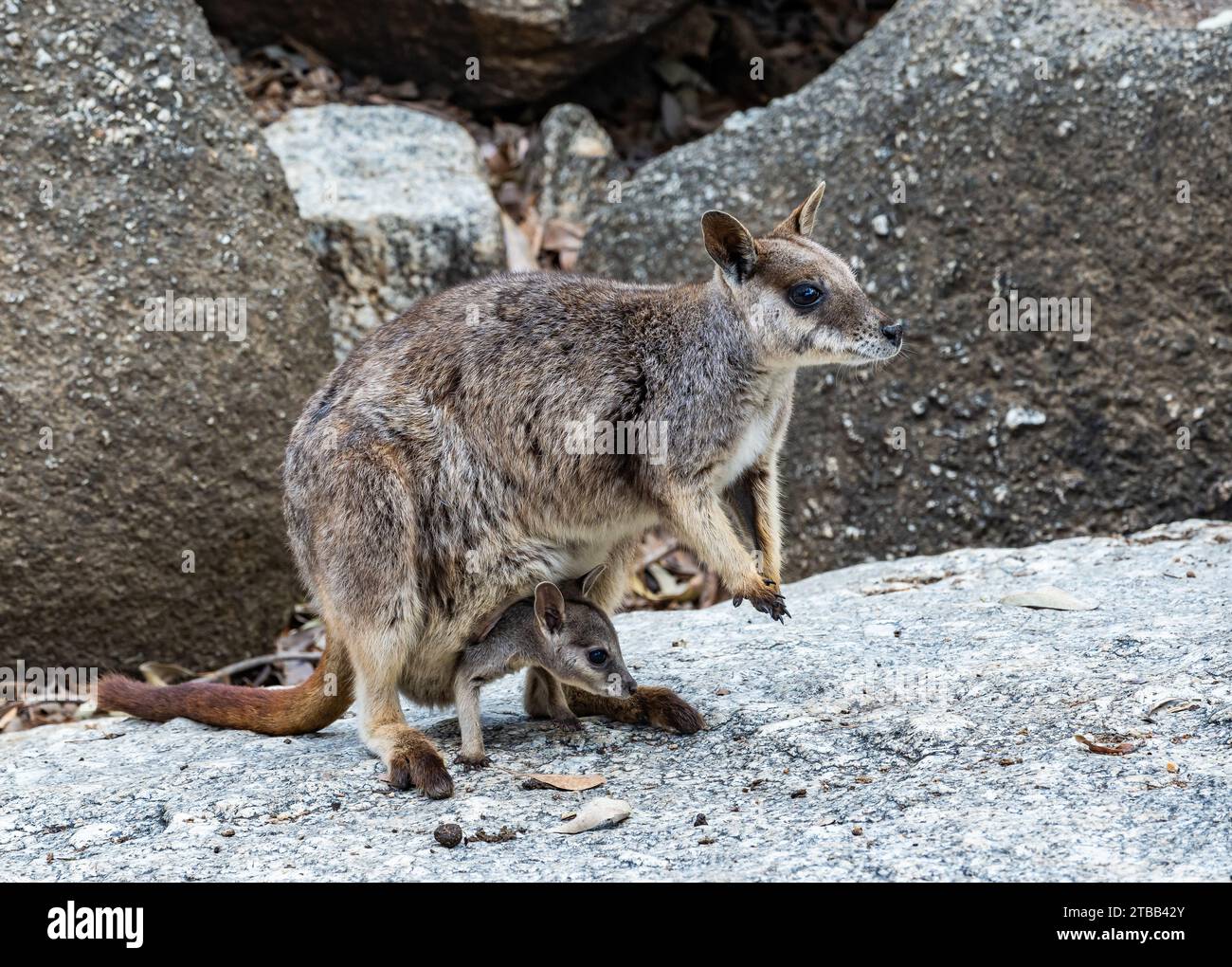 Ein Mareeba Rock Wallaby (Petrogale mareeba) mit einem joey in der Tasche. Queensland, Australien. Stockfoto